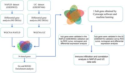 Potential diagnostic markers and therapeutic targets for non-alcoholic fatty liver disease and ulcerative colitis based on bioinformatics analysis and machine learning